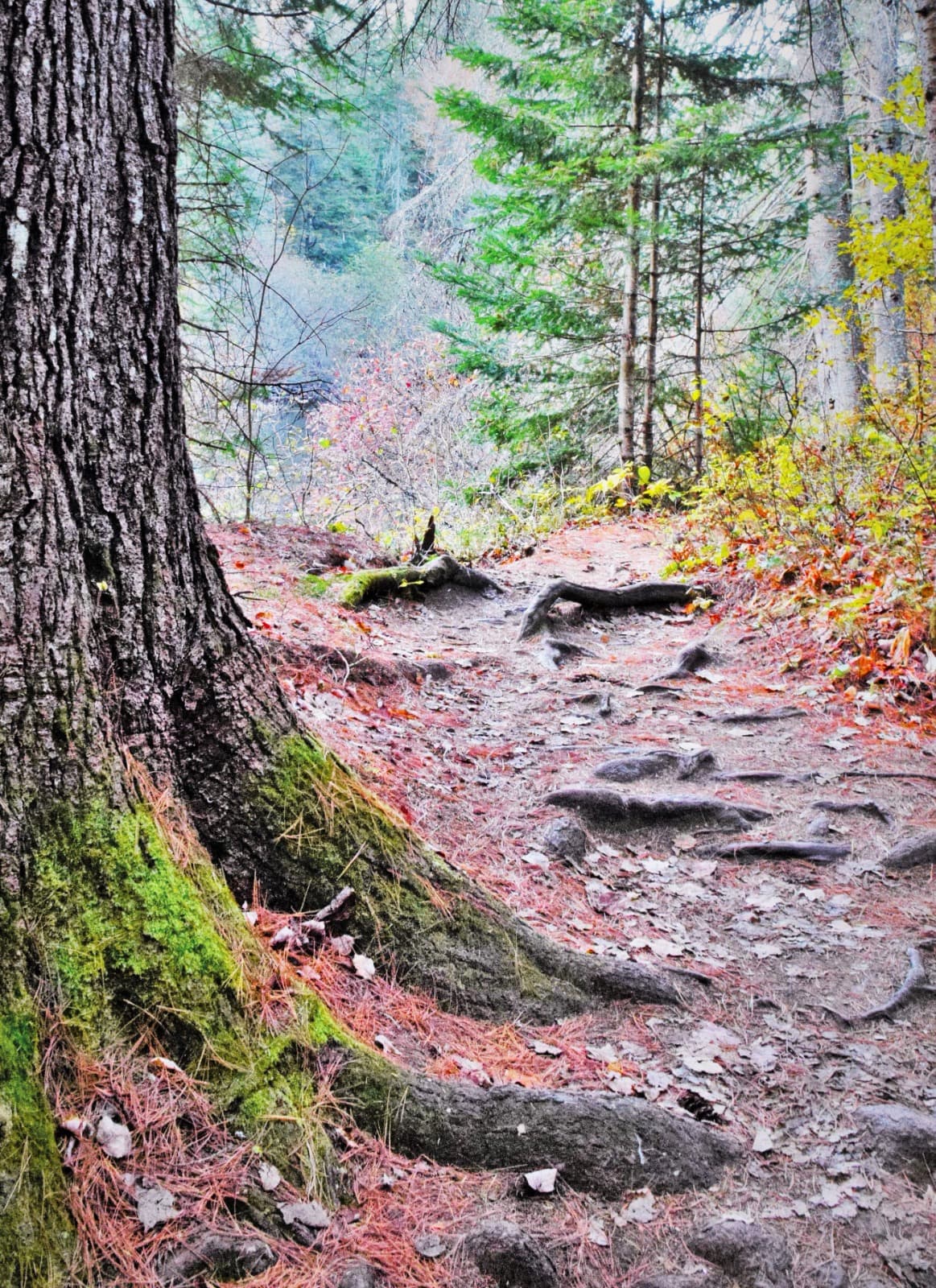 Roots of Time, Southern Chile