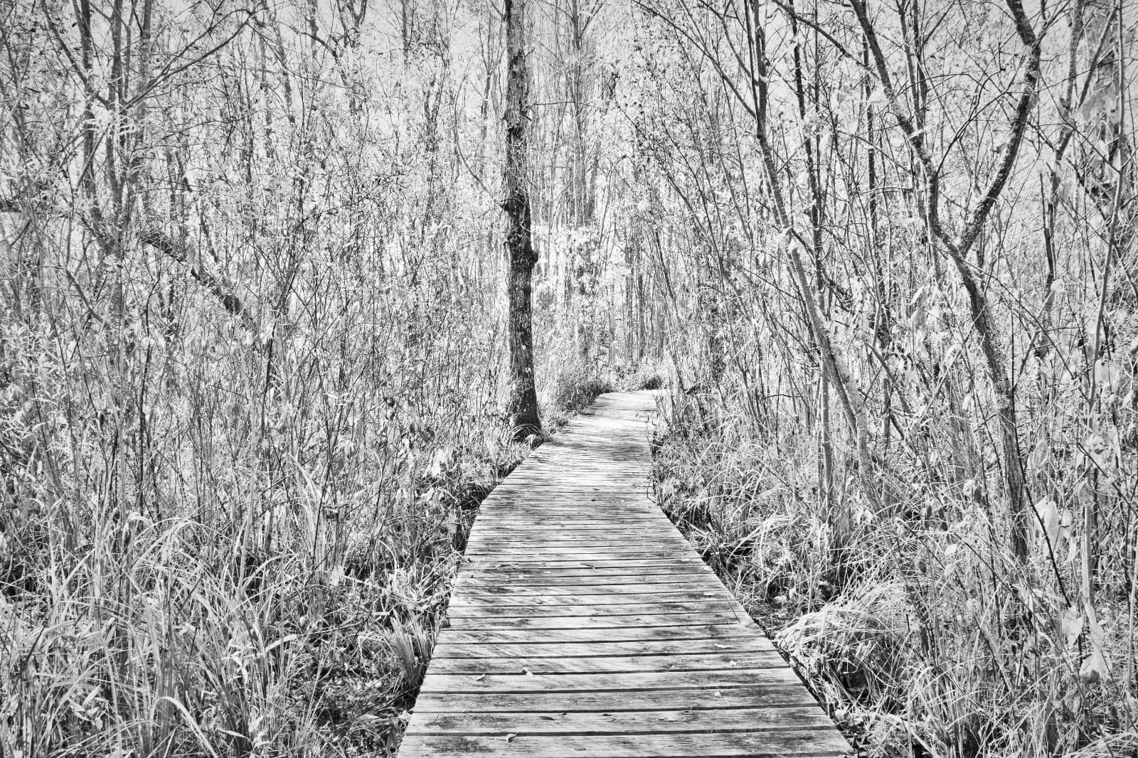 Autumn Path, Bariloche