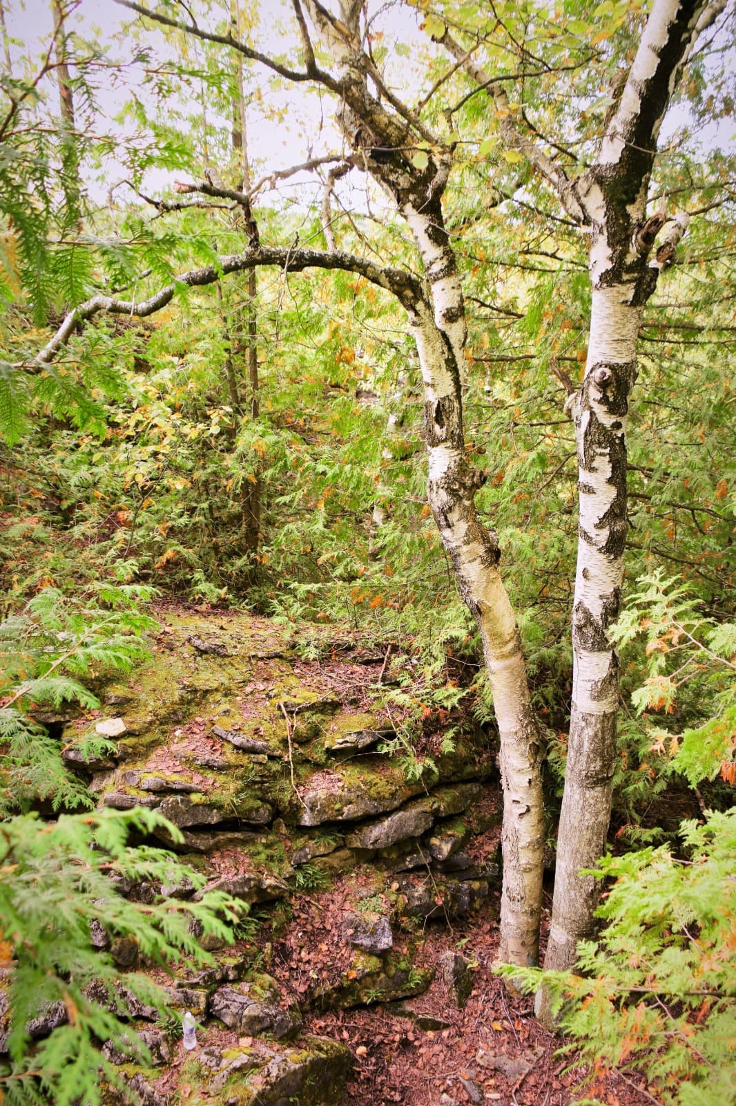 Roads and Forests