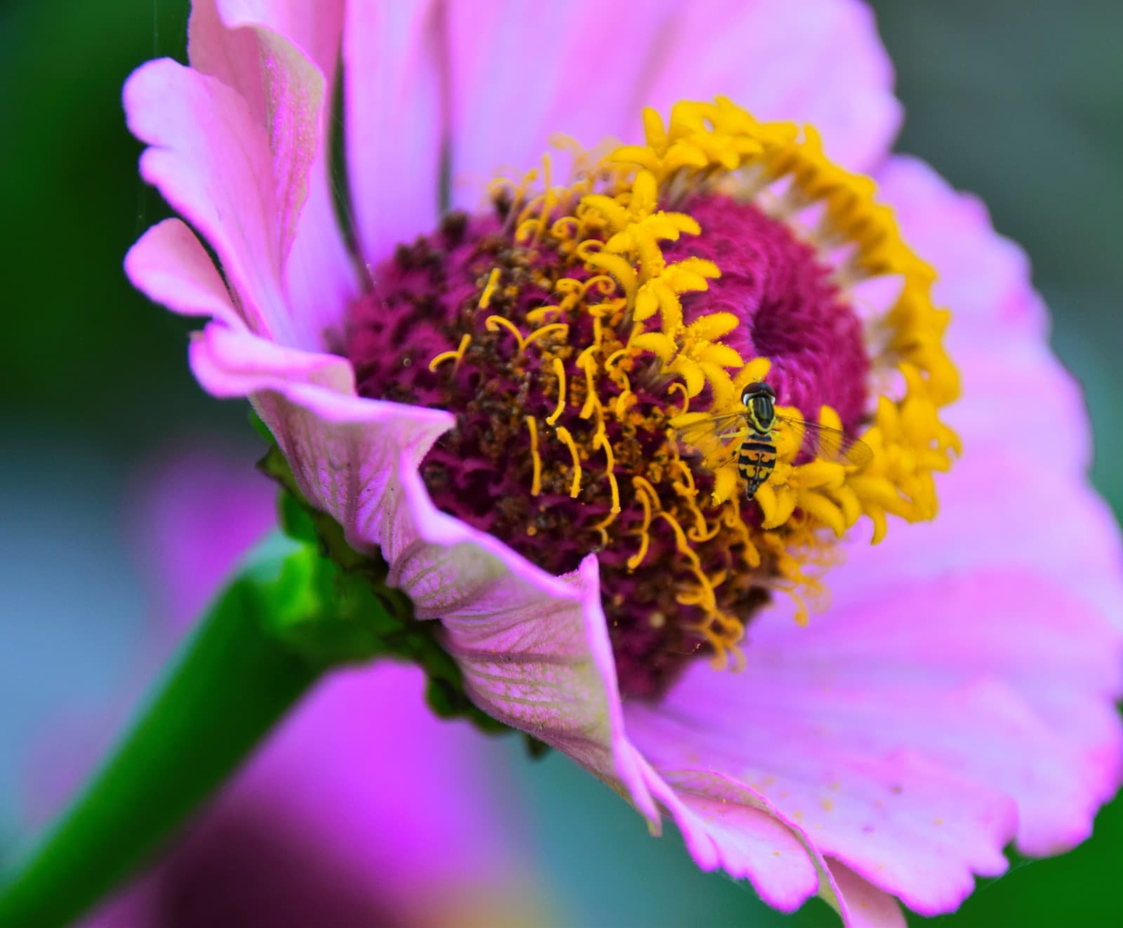 The Language of Pollen, Botanical Studies